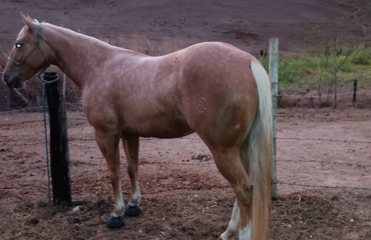 LADY SPARK BLOND